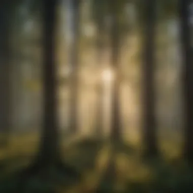 A Rich Tapestry of Tree Species in a Forest Diverse forest ecosystem showcasing various tree species