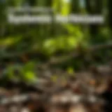 Understanding the Chemical Composition of Systemic Herbicides Chemical structure of systemic herbicides