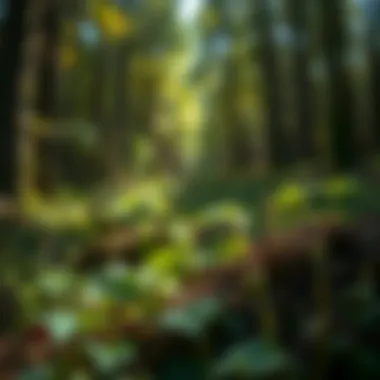 Natural Alternatives to Systemic Weed Killers Natural alternatives to chemical weed control