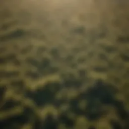 Aerial view of dense Johnson grass infestation in agricultural land