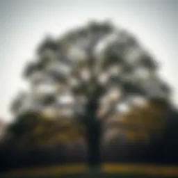 A majestic oak tree symbolizing strength and remembrance