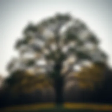 A majestic oak tree symbolizing strength and remembrance