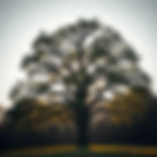 A majestic oak tree symbolizing strength and remembrance