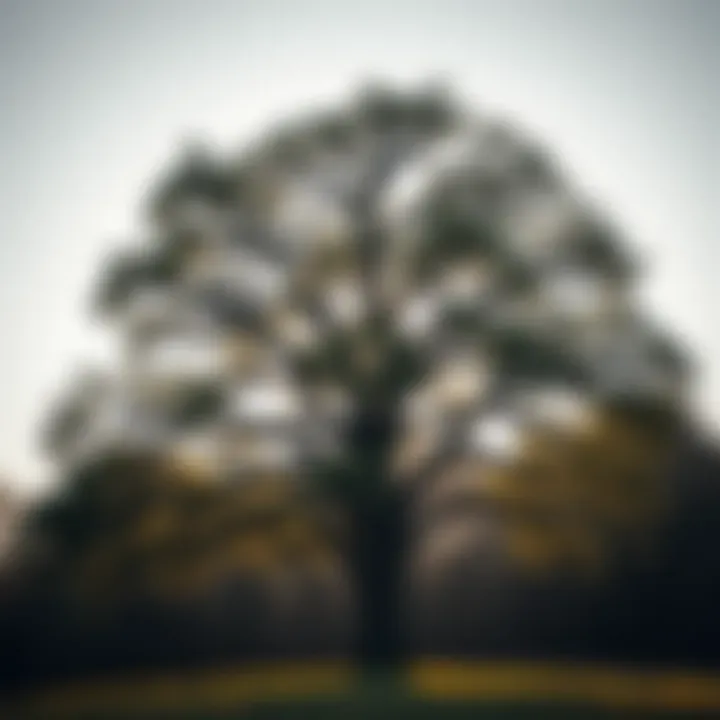 A majestic oak tree symbolizing strength and remembrance