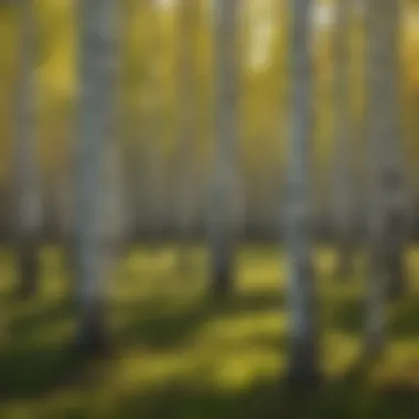 A dense grove of aspen trees with vibrant foliage in Yellowstone National Park