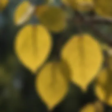 A close-up of aspen leaves showcasing their unique shape and coloration