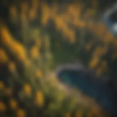 An aerial view of the Yellowstone landscape highlighting aspen stands