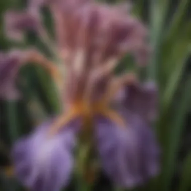 Close-up of bearded iris foliage highlighting its architectural beauty