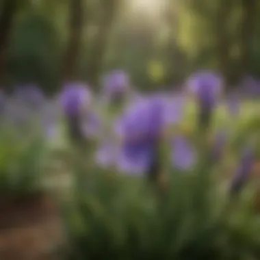 A thriving bearded iris garden demonstrating effective pest management techniques