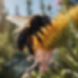 Close-up of a black bee on a flower in California
