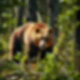 A majestic brown bear roaming in its natural habitat, showcasing the beauty of wildlife.