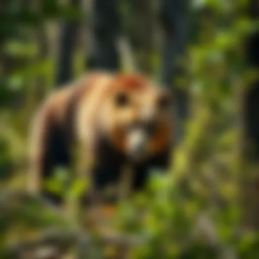 A majestic brown bear roaming in its natural habitat, showcasing the beauty of wildlife.