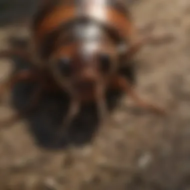 Close-up of the physical features of a California roach