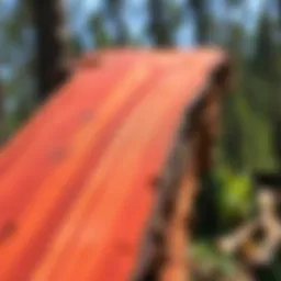 Richly colored Brazilian mahogany timber showcasing its texture and grain.