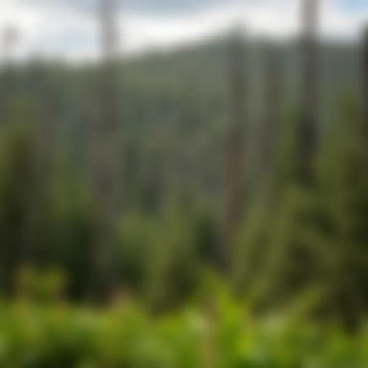 Conservation Strategies in Forests Conservation efforts in a forest environment