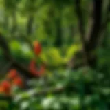 Diverse plant species in a lush forest
