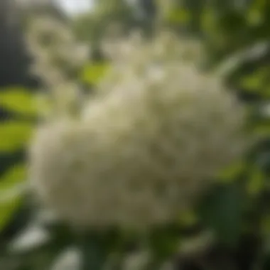 Elderberry flowers attracting pollinators