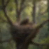 A close-up view of a large eagle nest perched high on a tree branch, showcasing its intricate structure and materials used.