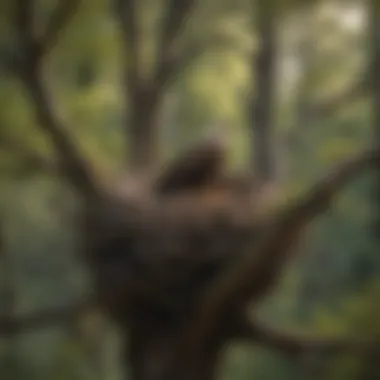 Intricate Structure of a Large Eagle Nest A close-up view of a large eagle nest perched high on a tree branch, showcasing its intricate structure and materials used.