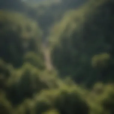 Aerial view of a lush forest showcasing diverse tree species.