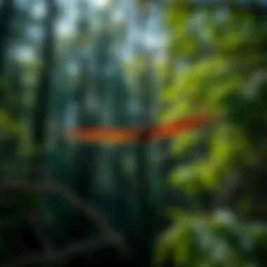 Woodland Ecosystems: Bat Habitats A serene woodland environment showcasing bat habitats and biodiversity