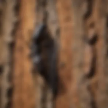 Close-up of carpenter ants on tree bark