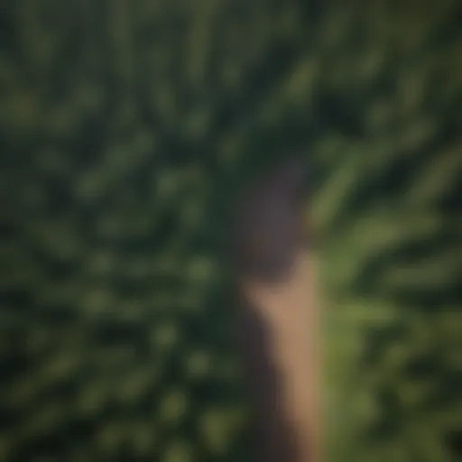 Aerial view of a lush forest showcasing the impact of tree trimming on biodiversity.