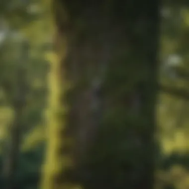 Detailed close-up of a tree being trimmed, highlighting healthy growth patterns.