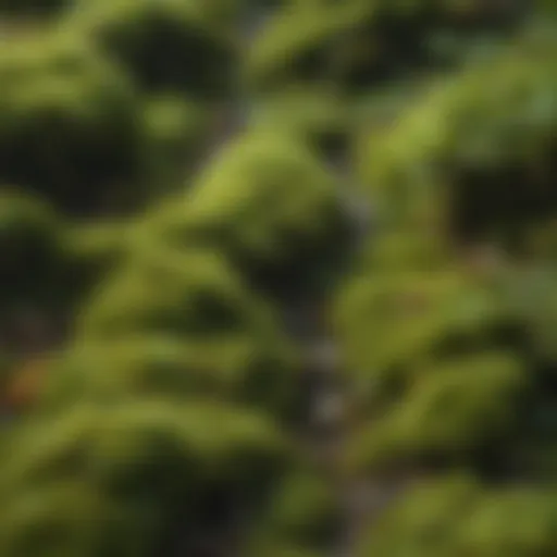 A close-up of lush green moss on a forest floor, showcasing its vibrant texture