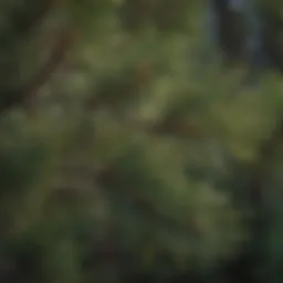 Limber pine tree with distinct needle-like leaves