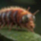 Close-up view of a vibrant looper caterpillar on a leaf