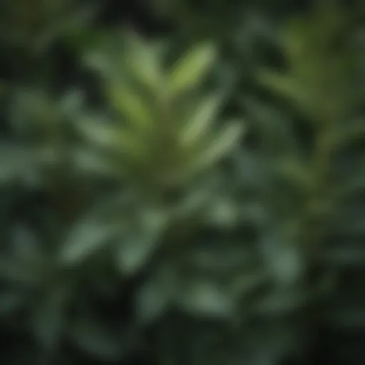 A close-up view of the milkweed tree leaves showcasing their unique texture.