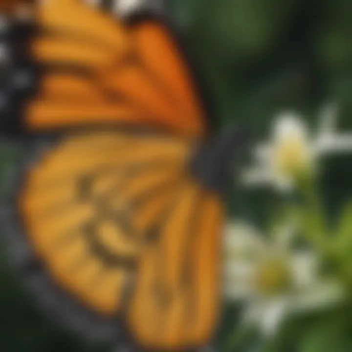 A close-up of the vibrant wings of a monarch butterfly resting on a flower