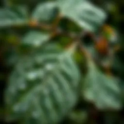 Close-up of birch leaves glistening with dew