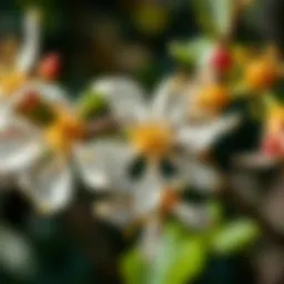 Close-up of Hamamelis virginiana flowers in full bloom showcasing their unique structure