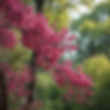 Close-up of redbud leaves and flowers