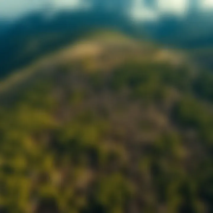 Aerial view of a sustainable forest management area