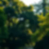 Shade and Serenity: The Role of Trees in Urban Neighborhoods Lush residential trees providing shade in an urban neighborhood