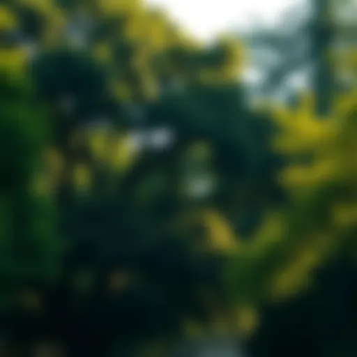 Shade and Serenity: The Role of Trees in Urban Neighborhoods Lush residential trees providing shade in an urban neighborhood