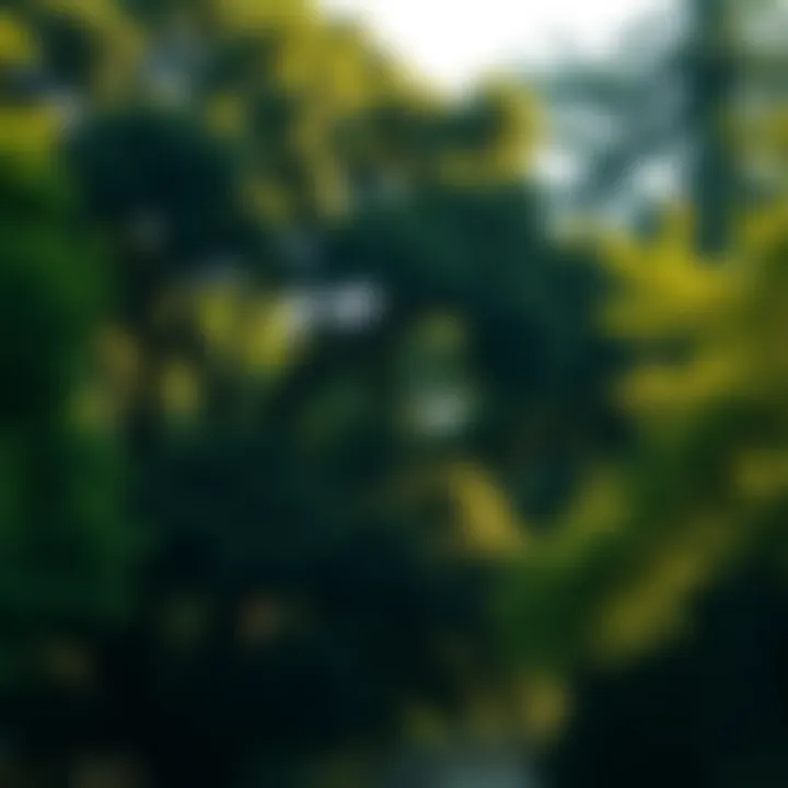 Shade and Serenity: The Role of Trees in Urban Neighborhoods Lush residential trees providing shade in an urban neighborhood