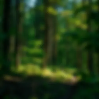 A peaceful forest scene symbolizing remembrance and nature