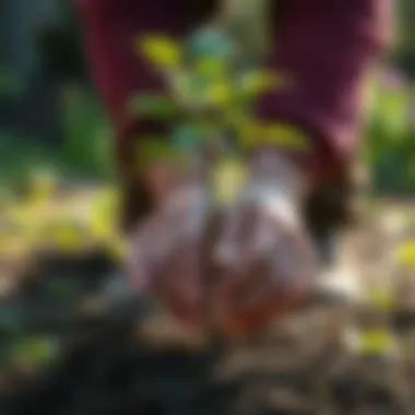 A close-up of a tree being planted as a tribute