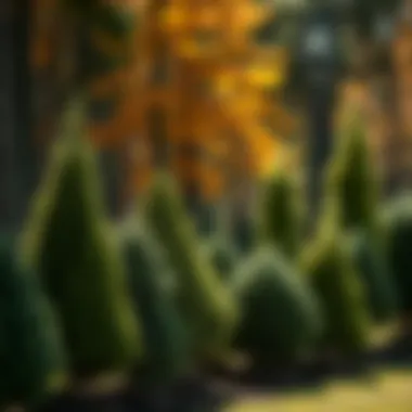 A variety of trees suitable for memorialization arranged beautifully