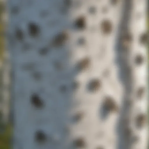 Close-up of the distinctive white bark of the birch tree