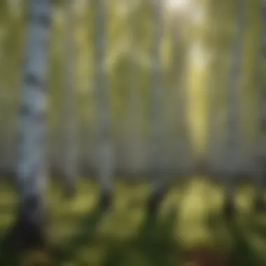 A dense forest featuring white birch trees