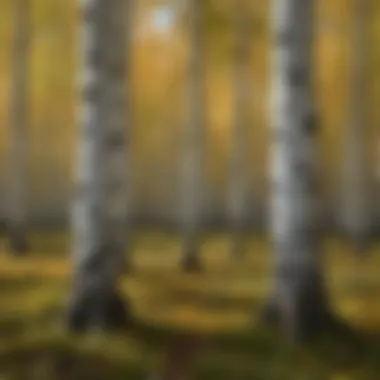 Artistic representation of the ecological role of birch trees