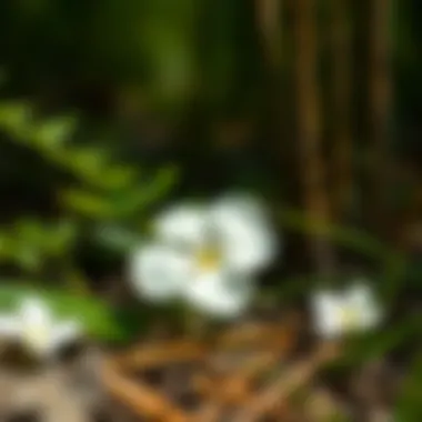 Ecological illustration showcasing the habitat of the three petal white flower