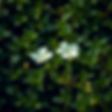 Three petal white flowers surrounded by lush green foliage