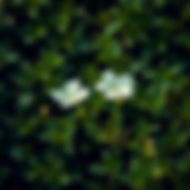 Three petal white flowers surrounded by lush green foliage