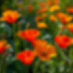 Vibrant California poppy blooms showcasing their brilliance